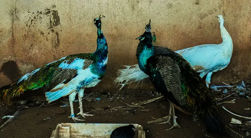 Pavões coloridos e um pavão branco da fazenda