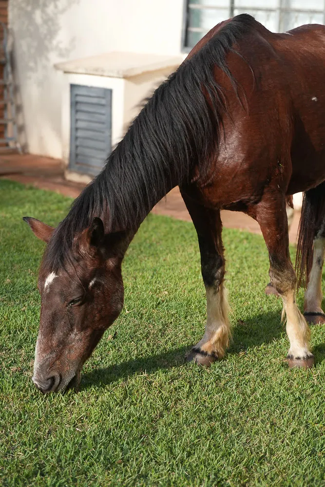 Cavalo do haras pastando no gramado